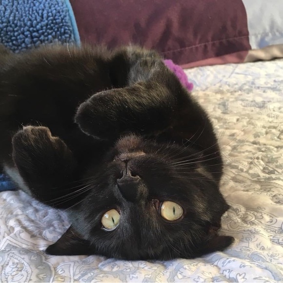 Meet your Posher, Rachel - Picture 3 of 4